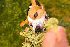 小猎犬和主人一起拉绳子玩拔河游戏