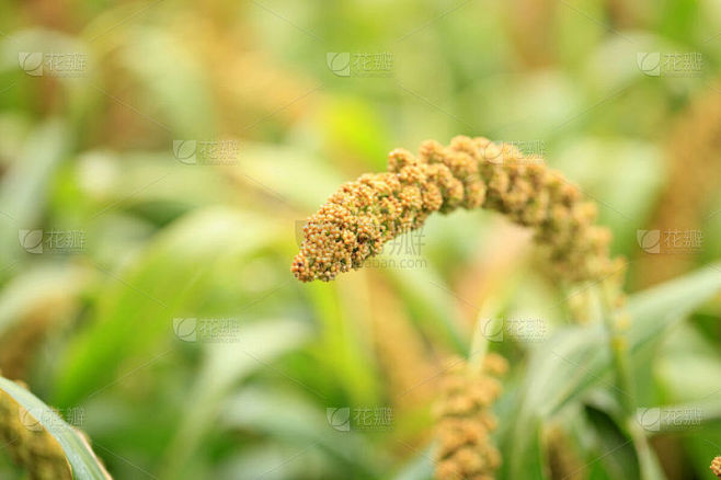 粟,水平画幅,无人,户外,特写,农作物,田地,植物,清新,农业