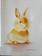 寻找活动第四期彩铅作业2——兔宝贝