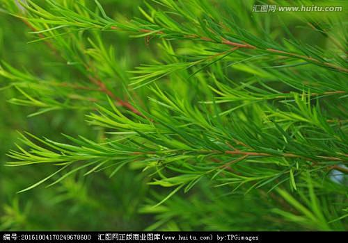 互生叶白千层的搜索结果_百度图片搜索
