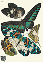 E.A.SEGUY Papillons