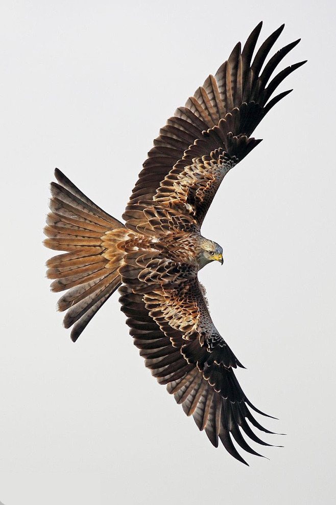 鹰形目鹰科鸢属赤鸢