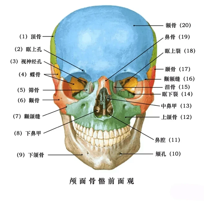 口腔医学 ️口腔颌面部骨骼肌肉解剖图谱-花瓣网