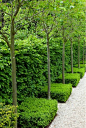 love! this lush look can be created year round in Colo too! euonymous manhattan backdrop, columnar pear trees, boxwood hedges.