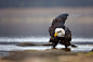 Bald Eagle by Milan Zygmunt on 500px