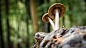Christian Steinlechner在 500px 上的照片Mushroom