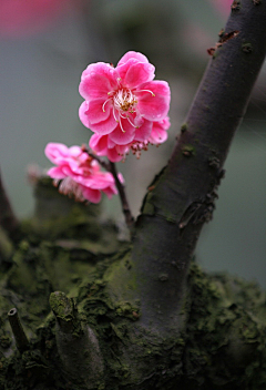 影儿**采集到花草