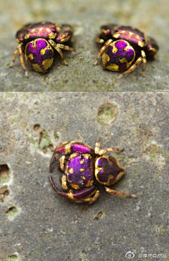 冰与花采集到昆虫