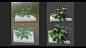 Plants growing quietly