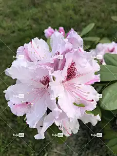 杜鹃花 映山红 春天 花壁纸 开花 花 盛开 杜鹃 美丽的花朵