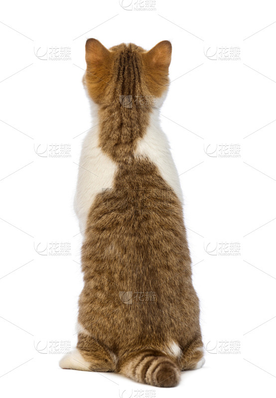 短毛猫,背面视角,小猫,后腿站立,垂直画幅,褐色,无人,动物主题,哺乳纲,白色