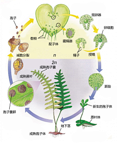 草莓西瓜汁采集到科学