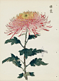 from Art of the Japanese Chrysanthemum