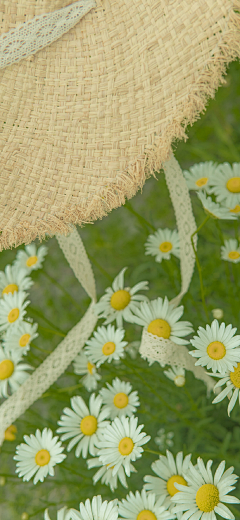 ▓无法歌唱采集到花朵植物