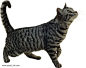 猫PNG图片png免抠元素动物元素背景装饰免扣图片