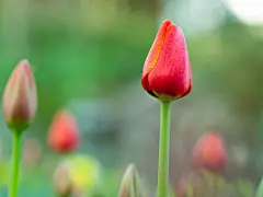 遇见郁金香640x480高清安卓手机壁纸下载 | 风景 - 芒果唯美图片(mangowed.com)