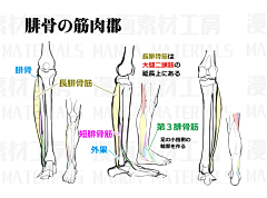 M影恩采集到人像绘画教程