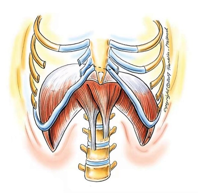 人体解剖横膈膜主视图中心腱