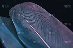 靠近美丽的鸟羽毛与蓝色红色光在黑色的背景纹理。微距摄影的看法。