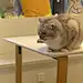 猴饼饼