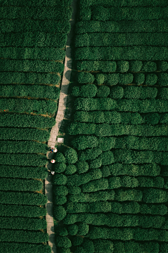 菠菜-Spinach采集到风景