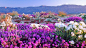 A field of Dune verbena wildflowers paints the Anza Borrego Desert floor.