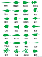 植物形态术语系列_看图_植物吧_百度贴吧