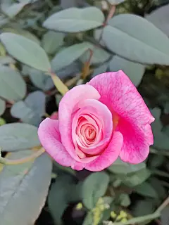 玫瑰花高清摄影素材