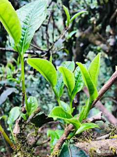 寶石の國采集到茶