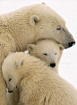 aww poller bear family <3 <a class="text-meta meta-link" rel="nofollow" href="http://www.bareindulgence.net:" title="http://www.bareindulgence.net:" target="_blank"><span class="invisible&