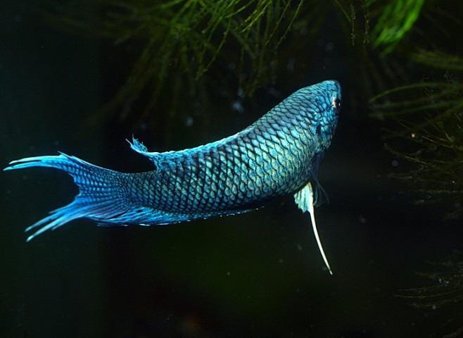 今年品像最好的一条蓝母狂热斗鱼中国斗鱼中国斗鱼论坛斗鱼图片