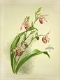 Reichenbachia Orchid Prints 1888-1894