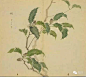 【栩】
释名
即柞木。《说文》杼也。其实皂。一曰样。《徐》曰皂斗谓之样，亦栗属也。《诗·唐风》集于苞栩。《草木疏》今柞栎也。徐州人谓栎为栩，其子为皂斗。
诗句
肃肃鸨羽，集于苞栩。 鸨羽
东门之枌，宛丘之栩。 东门之枌
翩翩者鵻，载飞载下，集于苞栩。 四牡
黄鸟黄鸟，无集于栩，无啄我黍。 黄鸟