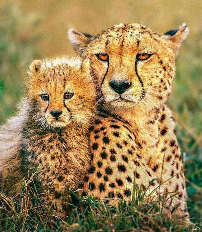 猎豹母子