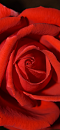原图壁纸：玫瑰花开，浪漫满屋-今日头条