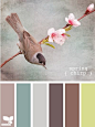 spring chirp - love, Love, LOVE the cool ash tones! Ugh. I need a house to paint!