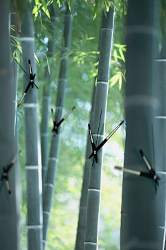 feylamogwei采集到乡村类效果图