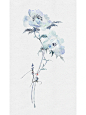 今天的小花