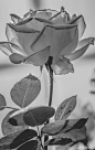 Fleur Morbide