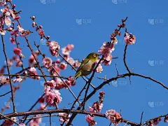 李子和梅次郎