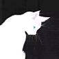 情头，猫