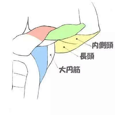 【绘画参考】手臂运动时肌肉的分布参考（人...