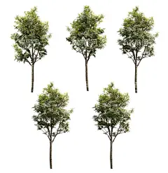 行道树ps素材贴图  - 源文件下载【酷图网】行道树,素材,贴图,模型,景观,ps,分层素材,素材图库