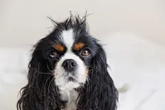 点击来源直接获取大图文件 |Dog with messy hair