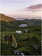 Wild Carneddau Ponies above Llyn Anafon