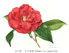 qq:415865943采集到电商设计&【中国风手绘花朵】