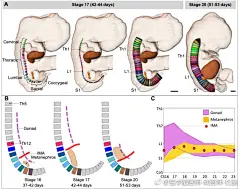交互式三维数字解剖图谱与人类发展定量数据库 An interactive three-dimensional digital atlas and quantitative database of human development 【论文医学插画欣赏】国内外文献全文可以为您免费传递！QQ 18147895 活动详情见 O网页链接 ★★★ 喜欢 医学插画 医学美图 医学插图 医学美术  ​​​​...展开全文c