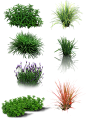 草
