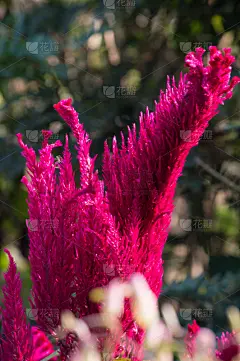 野花,自然,垂直画幅,美,野生动物,无人,野生植物,越南,彩色图片,壁纸