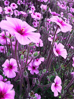 夏星梦采集到花——繁花似锦